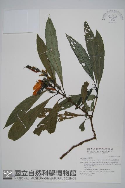 長穗馬藍藏品圖，第1張