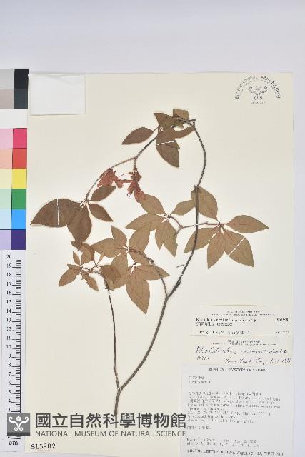 棲蘭山杜鵑藏品圖，第1張