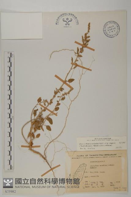 變葉藜藏品圖，第1張