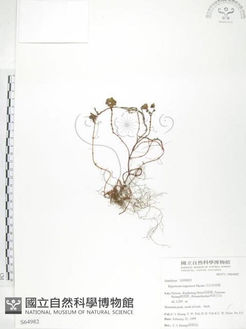 玉山金絲桃藏品圖，第1張