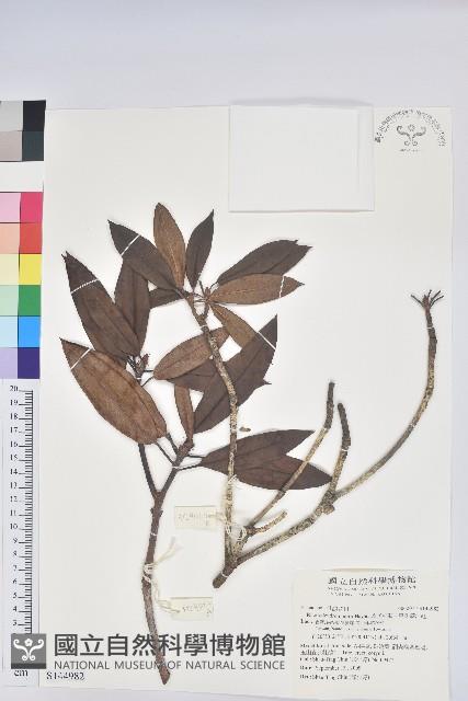 森氏杜鵑、森氏滿江紅藏品圖，第1張