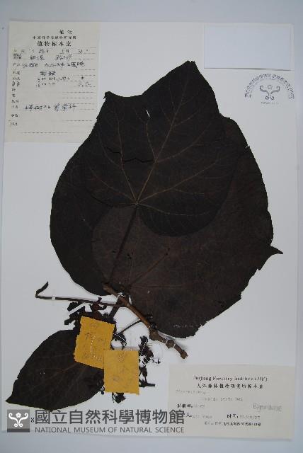 梓樹藏品圖，第1張