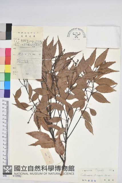 桂林栲藏品圖，第1張