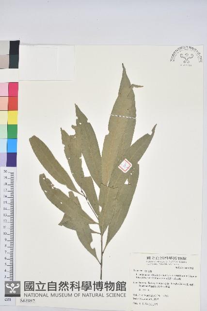 細葉三斗石櫟藏品圖，第1張