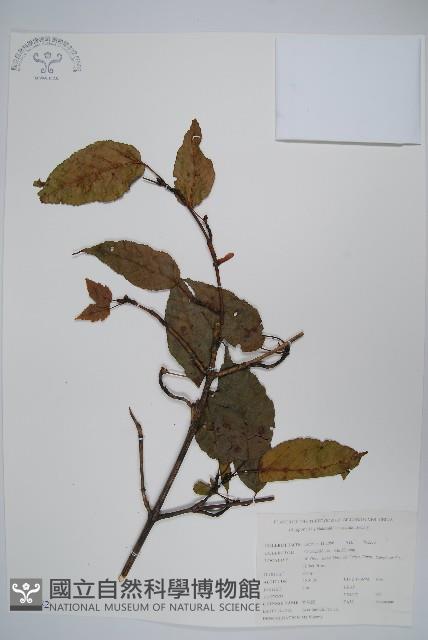 青榨槭藏品圖，第1張