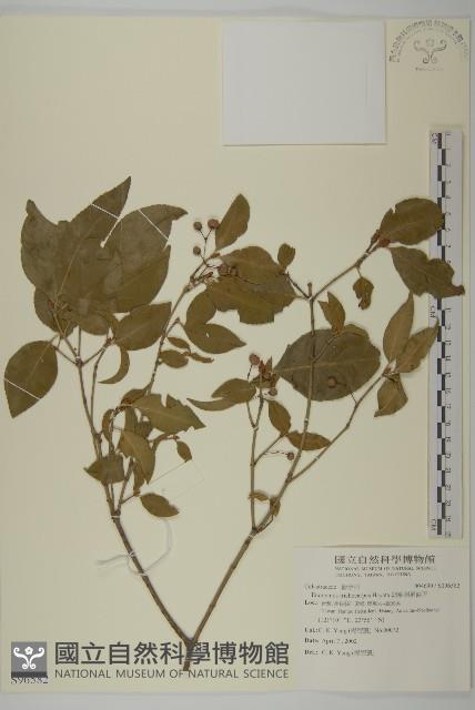 卵葉刺果衛矛藏品圖，第1張