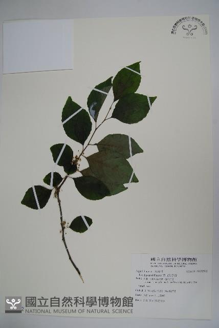 草野氏冬青藏品圖，第1張