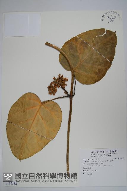 臺灣牛嬭菜藏品圖，第1張