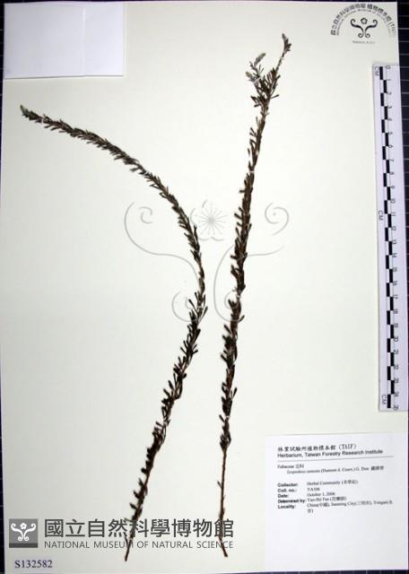 鐵掃帚、千里光藏品圖，第1張