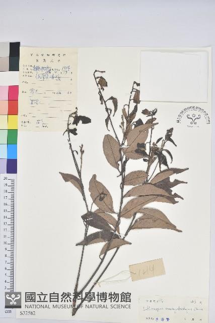 短穗石櫟藏品圖，第1張