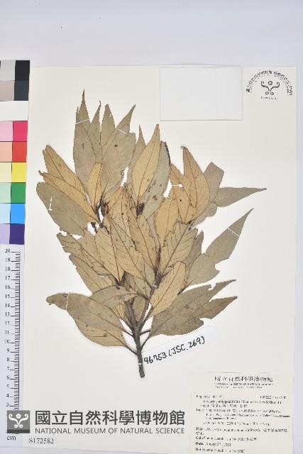 杏葉石櫟、校栗、校櫟藏品圖，第1張