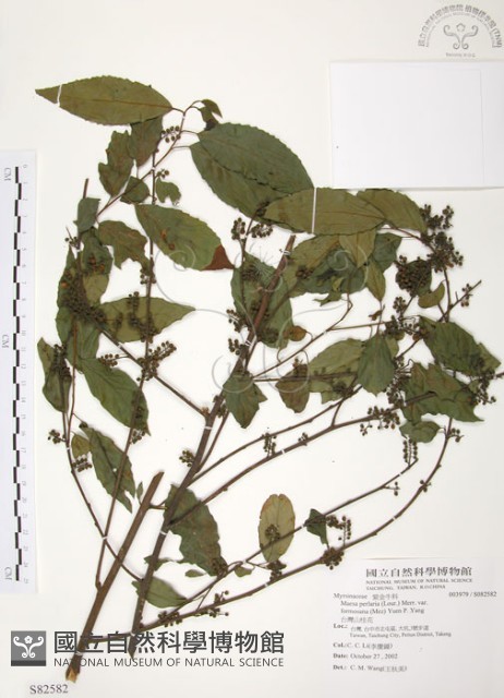 台灣山桂花藏品圖，第1張