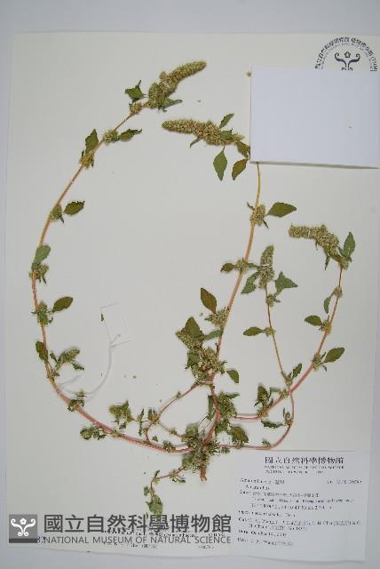 綠穗莧藏品圖，第1張