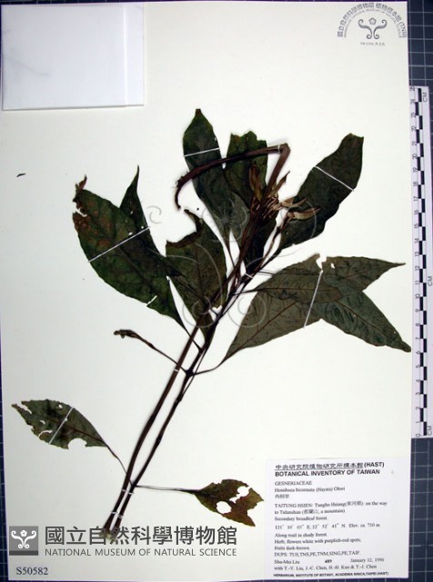 角桐草、台灣半蒴苣苔藏品圖，第1張