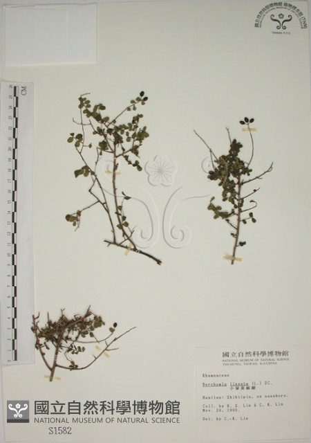 小葉黃鱔藤藏品圖，第1張