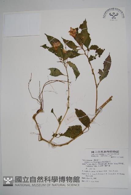 紫花鳳仙花藏品圖，第1張