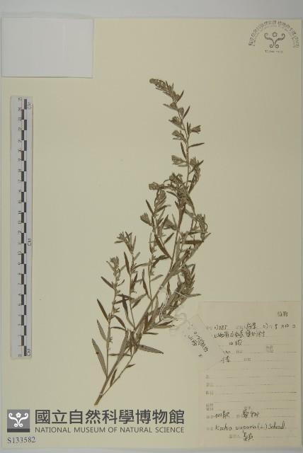 地膚、掃手草藏品圖，第1張