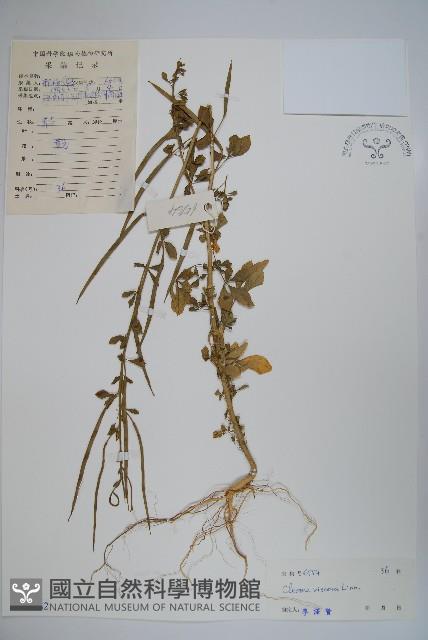 向天黃藏品圖，第1張