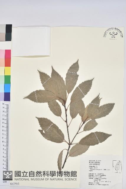 青剛櫟、鐵椆藏品圖，第1張