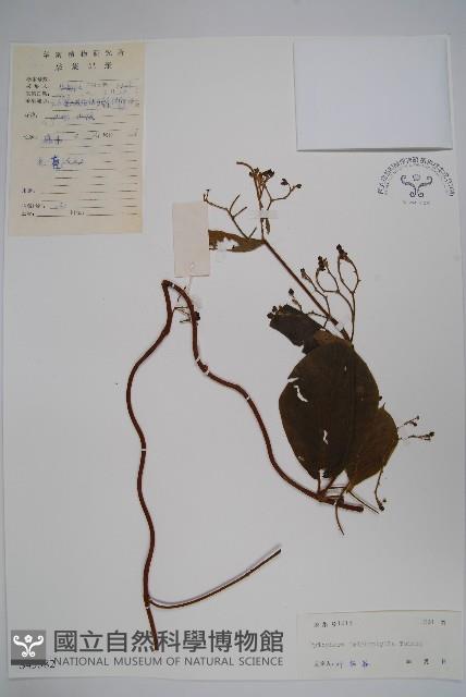 圓葉娃兒藤藏品圖，第1張