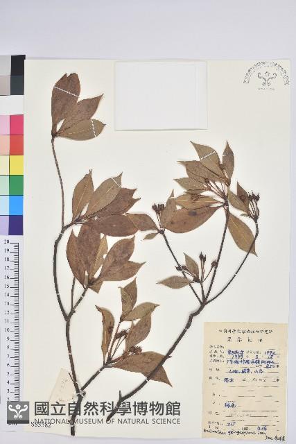 吊鐘花藏品圖，第1張