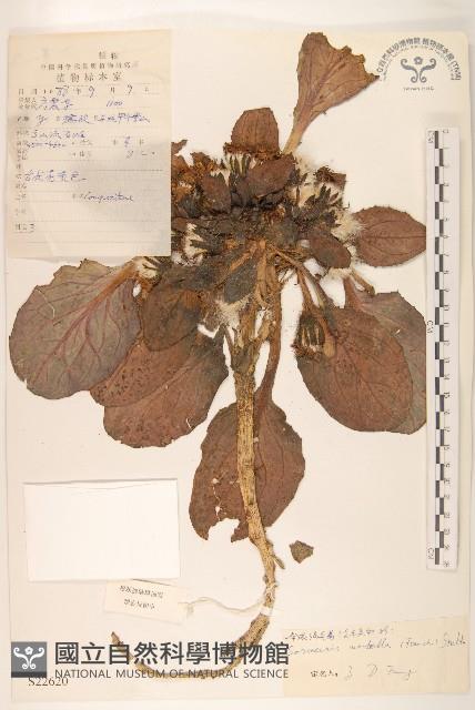 傘花絹毛菊藏品圖，第1張