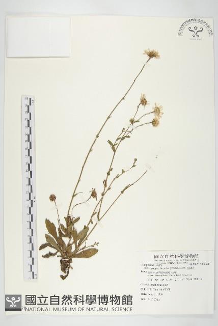 狗娃花藏品圖，第1張