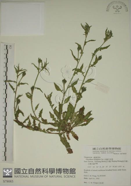 四翅月見草藏品圖，第1張