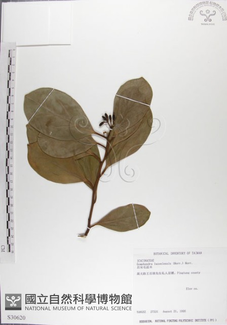 呂宋毛蕊木藏品圖，第1張