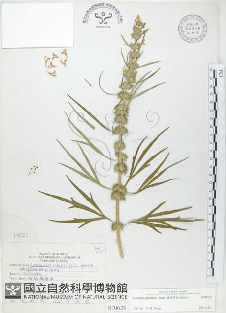 益母草藏品圖，第1張