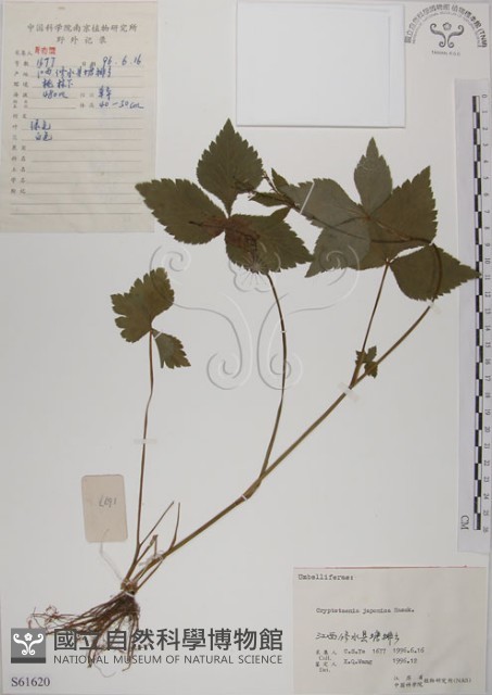鴨兒芹藏品圖，第1張