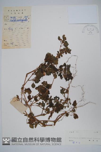 半柱花藏品圖，第1張