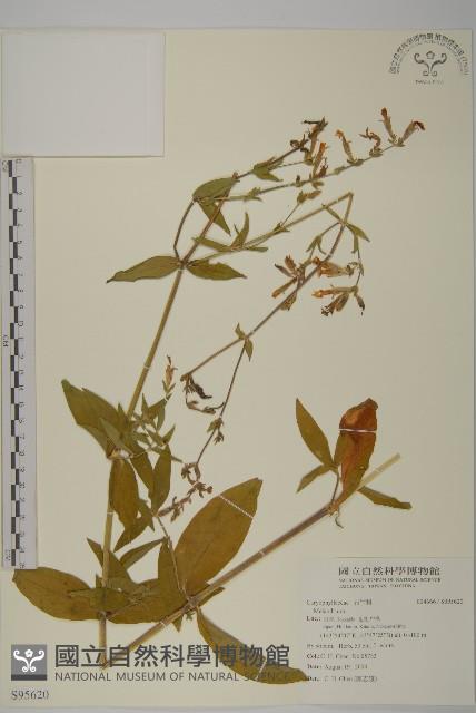登錄號:S095620藏品圖，第1張