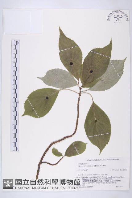 青莢葉藏品圖，第1張