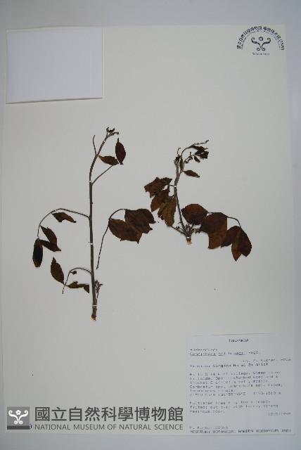 登錄號:S093620藏品圖，第1張