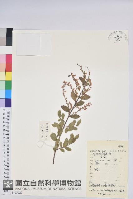 米飯花藏品圖，第1張