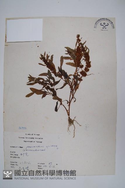 刺莧藏品圖，第1張