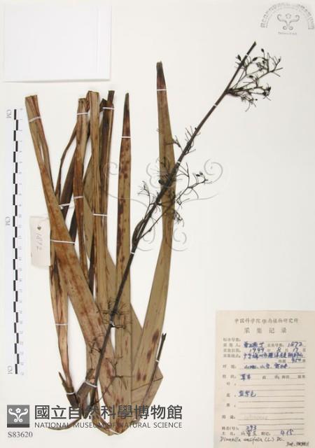 桔梗蘭藏品圖，第1張