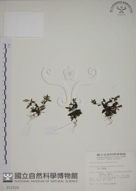 黃斑龍膽藏品圖，第1張