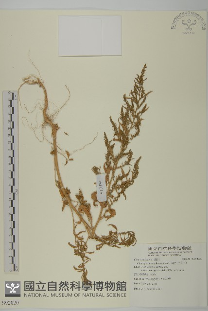 臭杏、土荊芥藏品圖，第1張