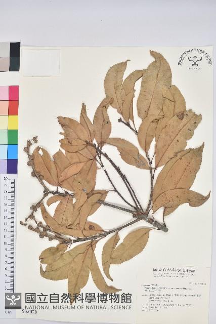 阿里山三斗石櫟藏品圖，第1張