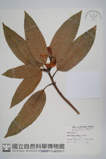 芒果、檬果、檨仔藏品圖，第1張