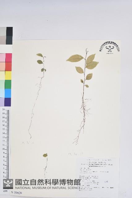 密花五月茶藏品圖，第1張