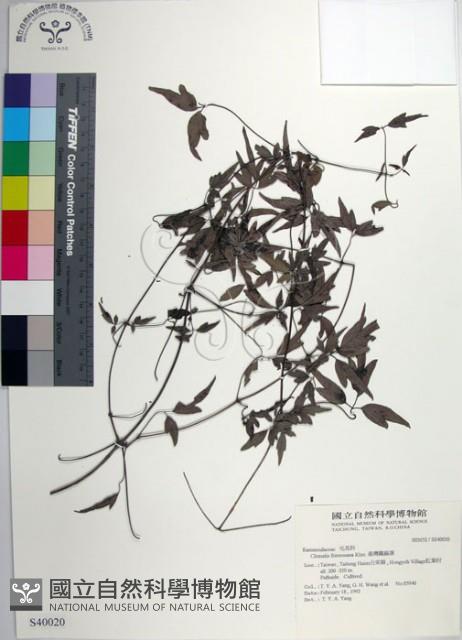 臺灣鐵線蓮藏品圖，第1張