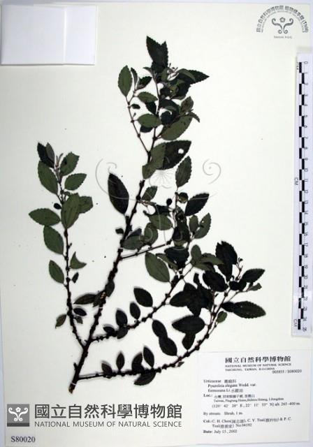 水雞油藏品圖，第1張