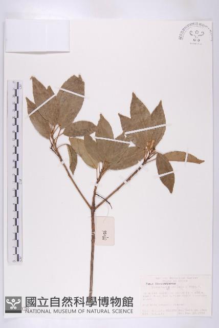 華杜英藏品圖，第1張