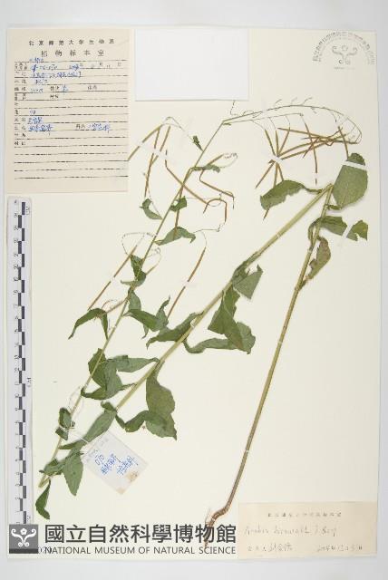 硬毛南芥藏品圖，第1張