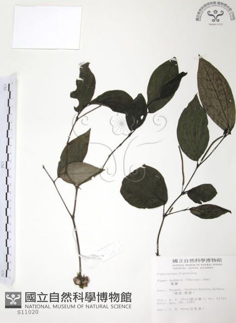 風藤藏品圖，第1張