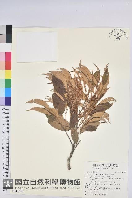 星刺栲、羅浮錐藏品圖，第1張