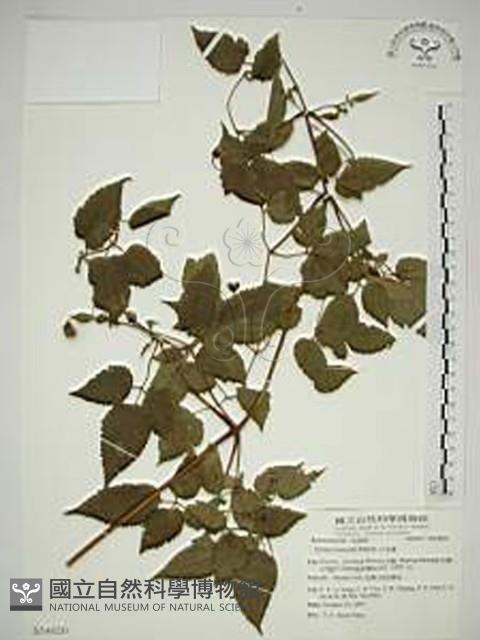 小木通藏品圖，第1張